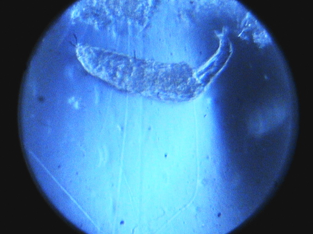 canon a590, le prime foto